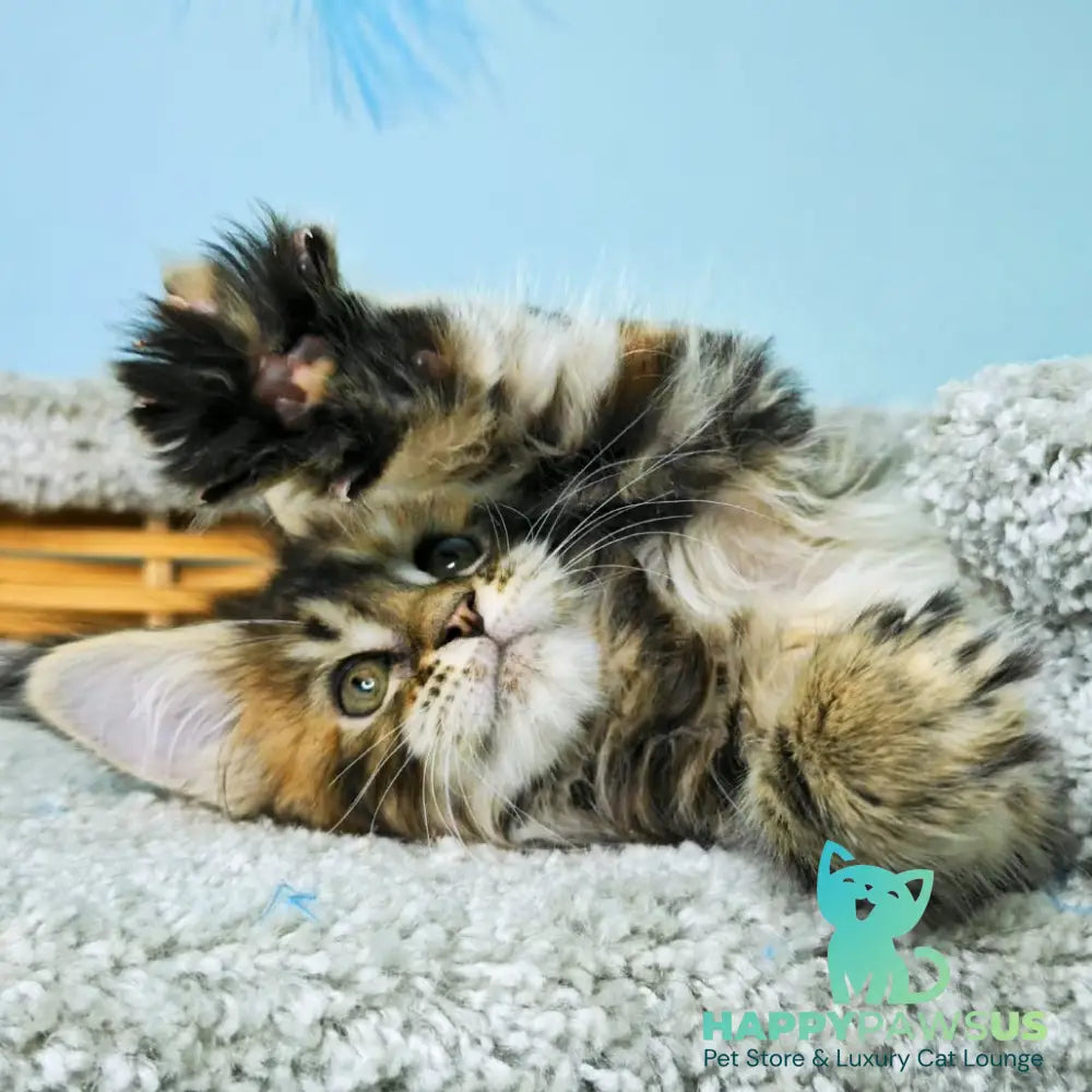 Hloya Maine Coon female black tortie tabby - live animals