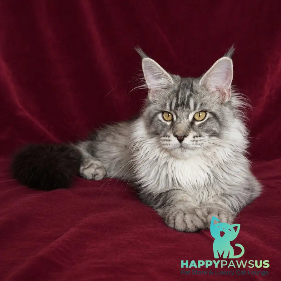 Hoarfrost Maine Coon male black silver ticked tabby - live animals