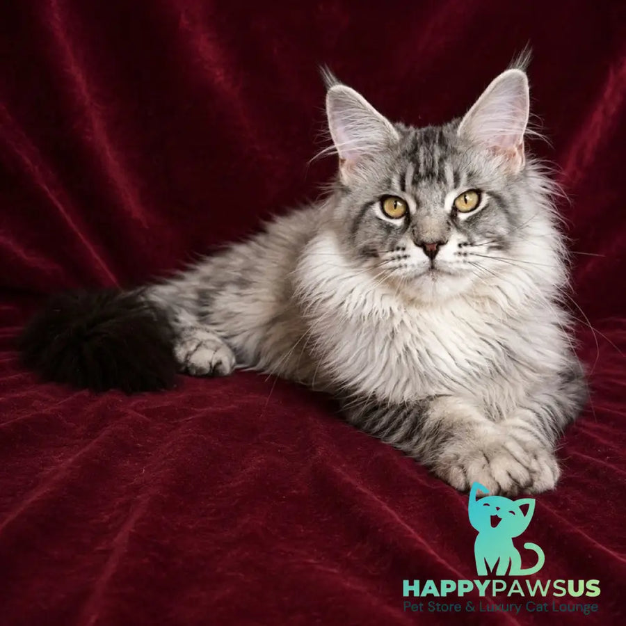 Hoarfrost Maine Coon male black silver ticked tabby - live animals