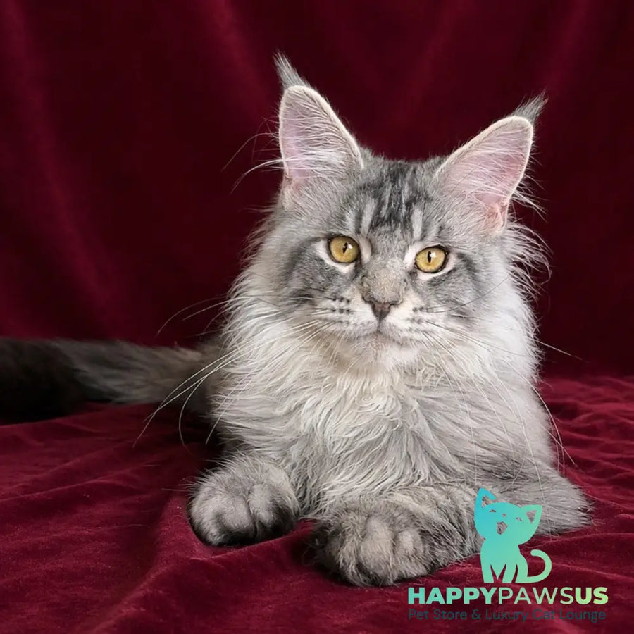 Hoarfrost Maine Coon male black silver ticked tabby - live animals