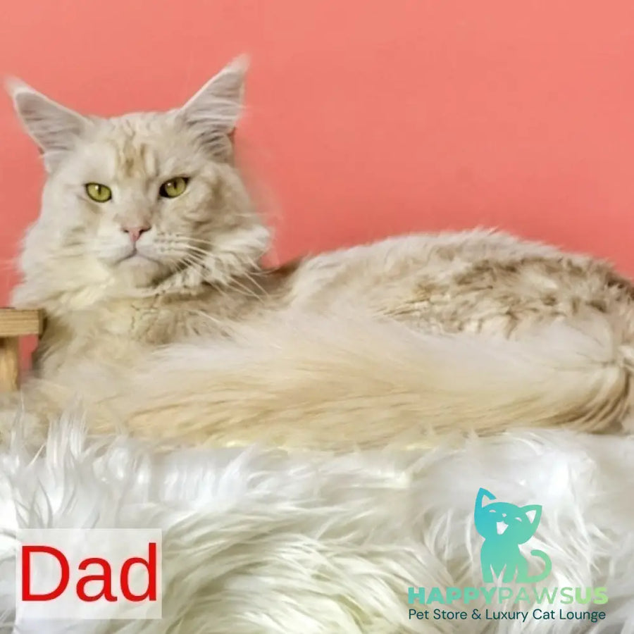 Hoarfrost Maine Coon male black silver ticked tabby - live animals