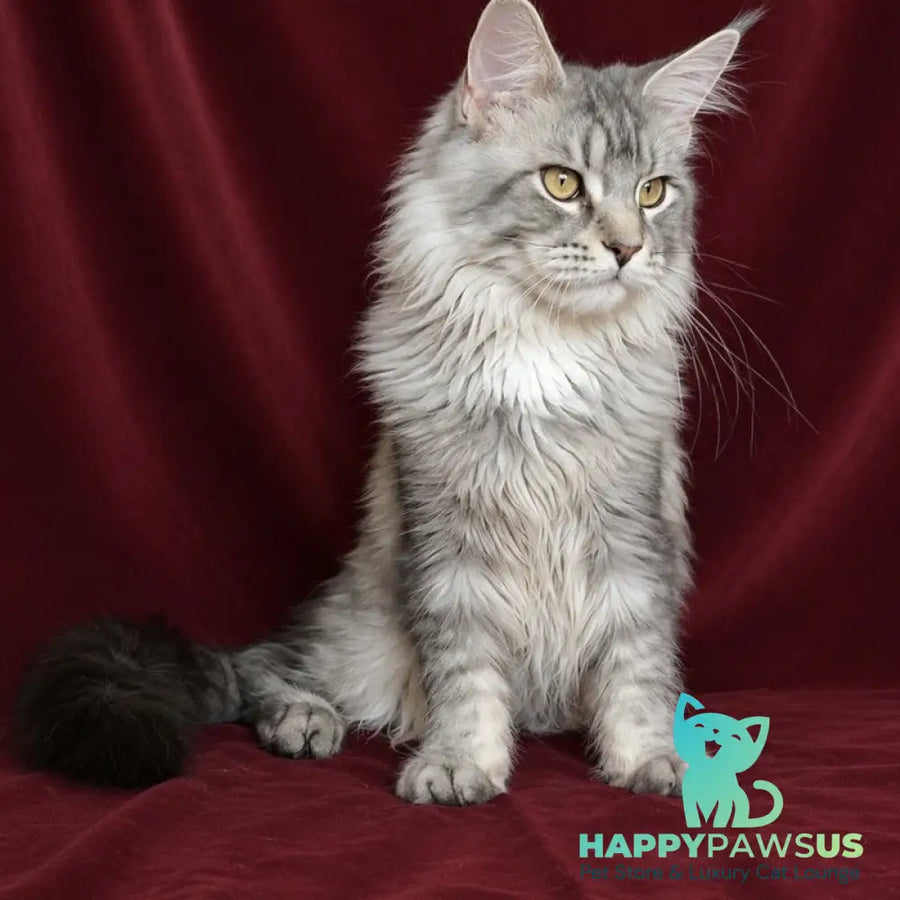 Hoarfrost Maine Coon male black silver ticked tabby - live animals
