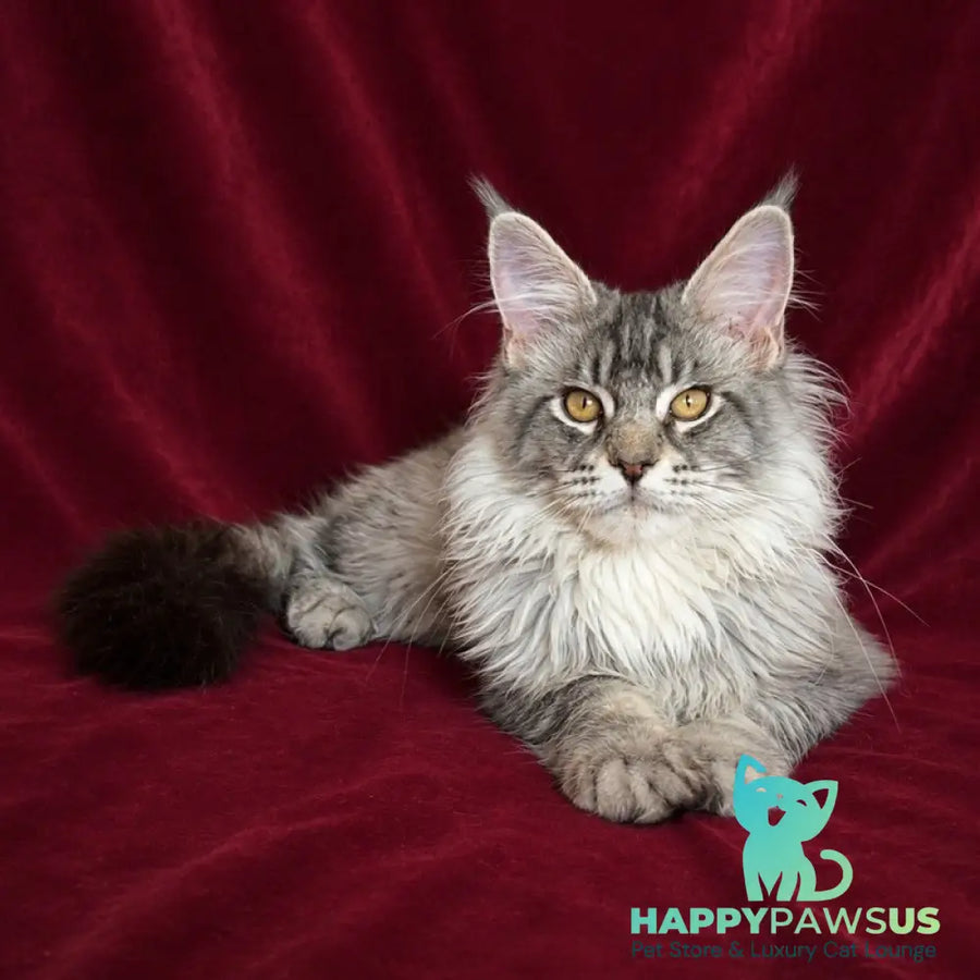 Hoarfrost Maine Coon male black silver ticked tabby - live animals