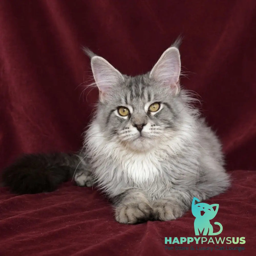 Hoarfrost Maine Coon male black silver ticked tabby - live animals