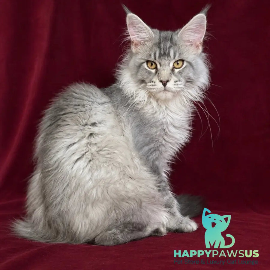 Hoarfrost Maine Coon male black silver ticked tabby - live animals