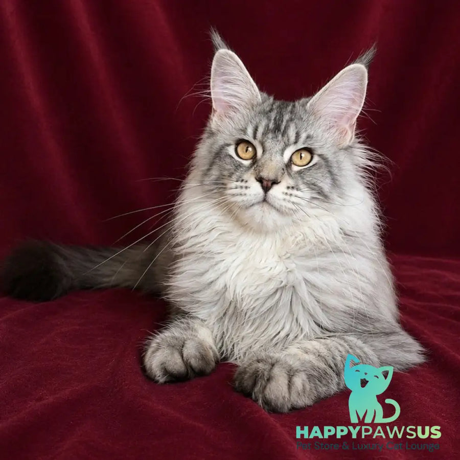 Hoarfrost Maine Coon male black silver ticked tabby - live animals
