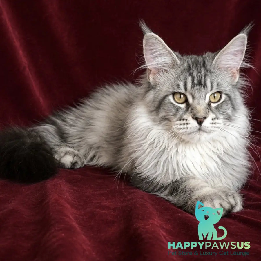 Hoarfrost Maine Coon male black silver ticked tabby - live animals