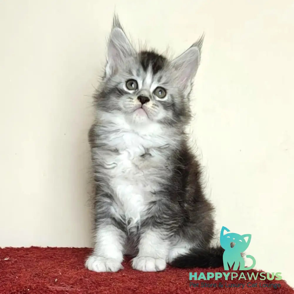 Holiday Maine Coon male black silver ticked tabby with white - live animals