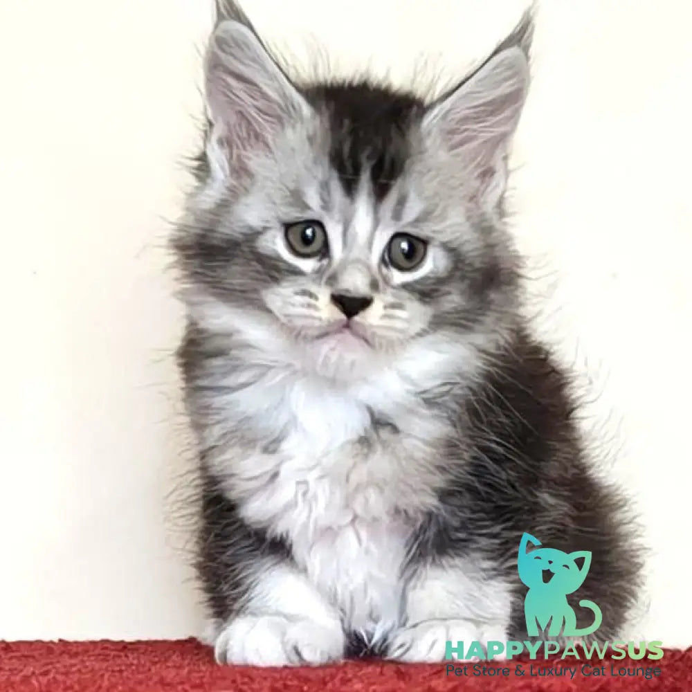 Holiday Maine Coon male black silver ticked tabby with white - live animals