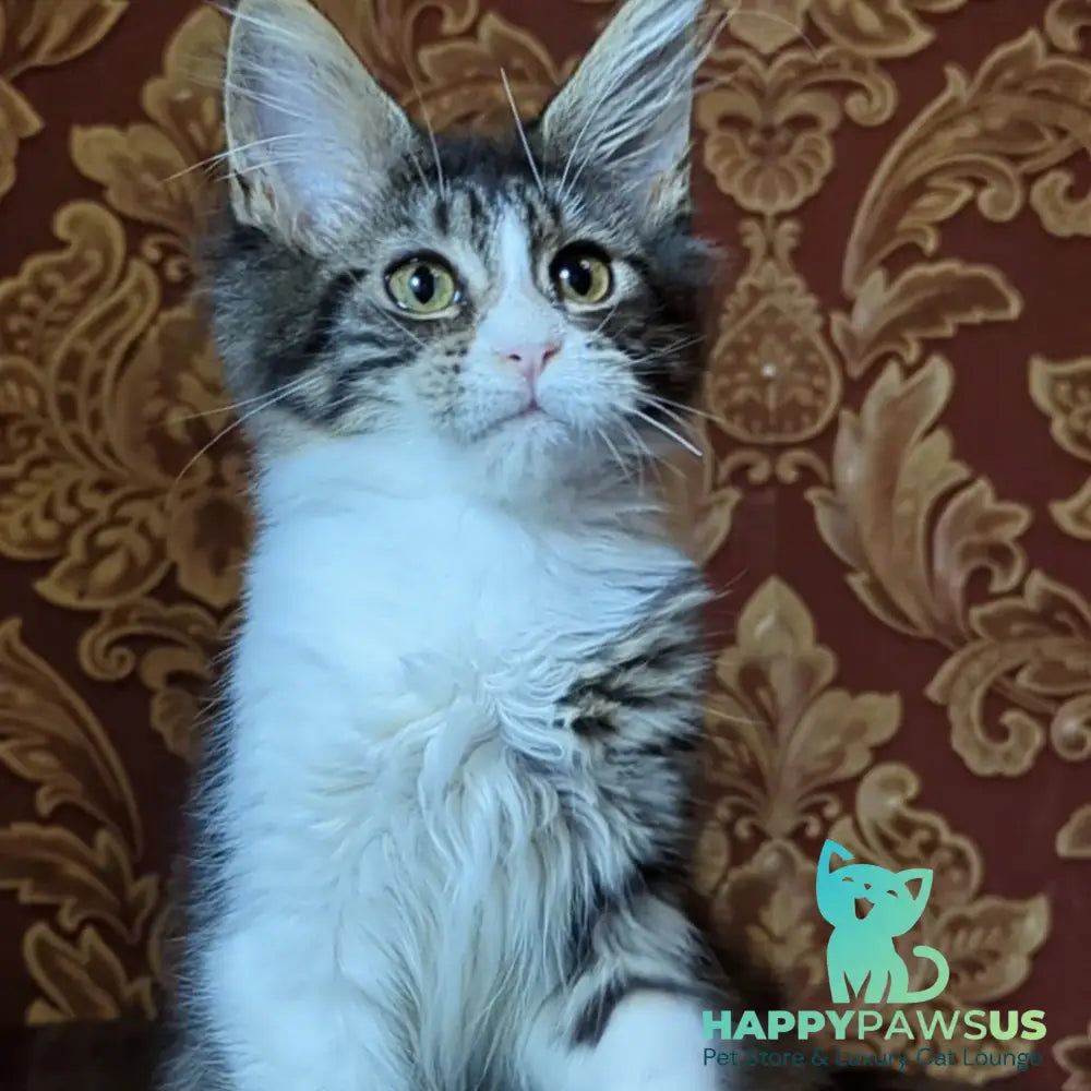 Holika Maine Coon female black tabby with white - live animals