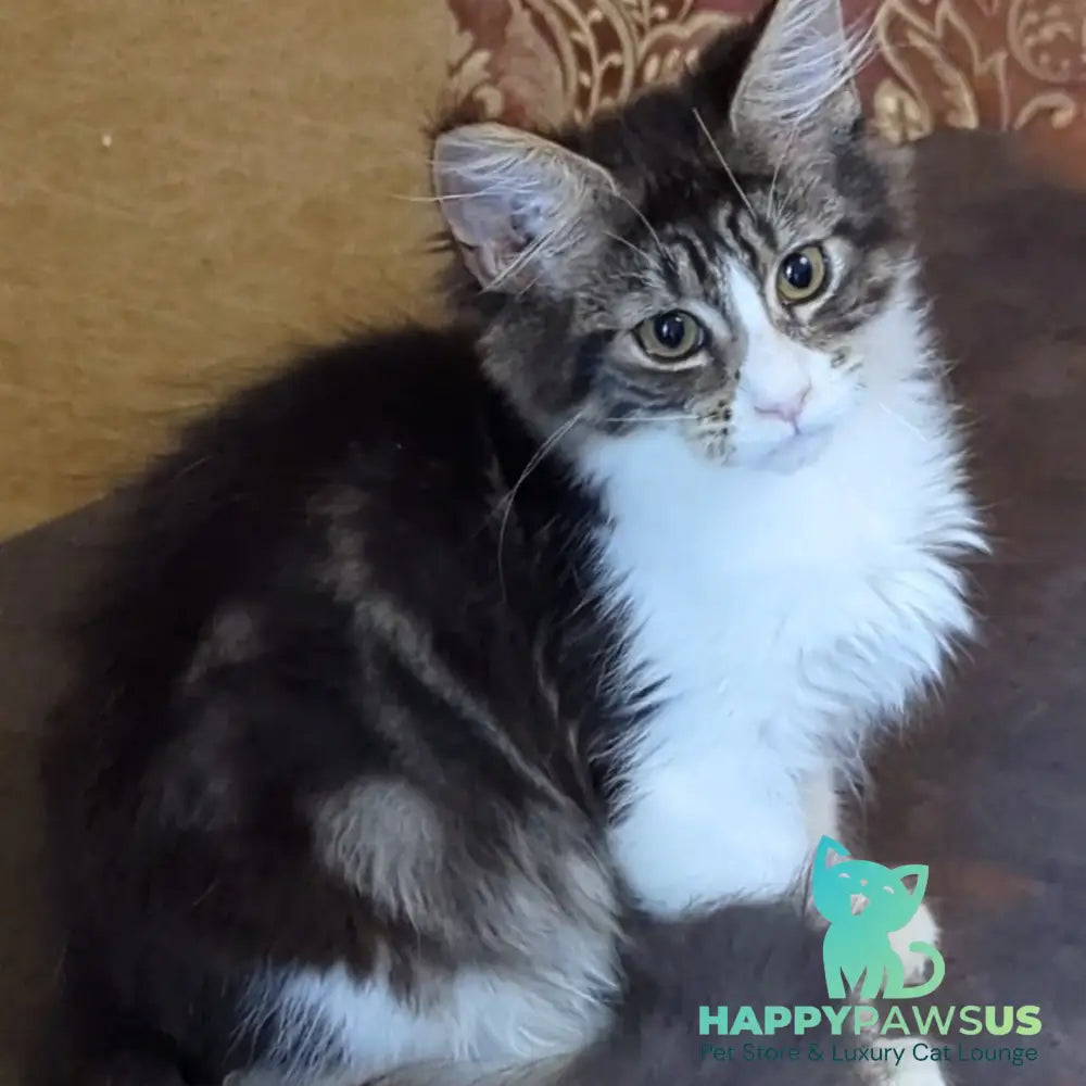 Holika Maine Coon female black tabby with white - live animals
