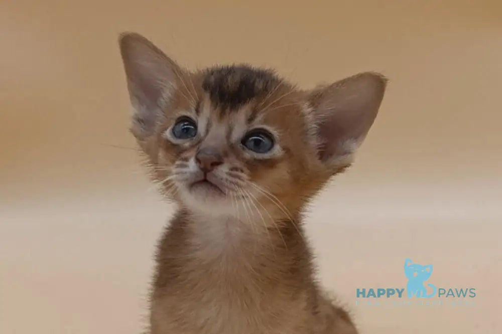 Holland Abyssinian male black live animals