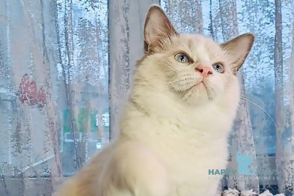 Holli Ragdoll female black bicolour live animals