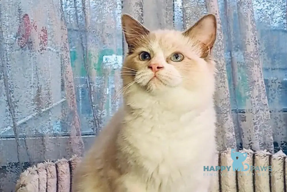 Holli Ragdoll female black bicolour live animals