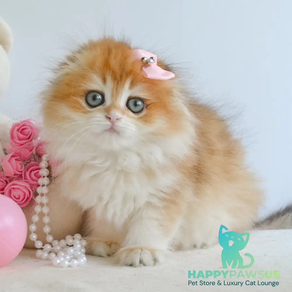 Hollie Scottish Fold female black golden shaded - live animals