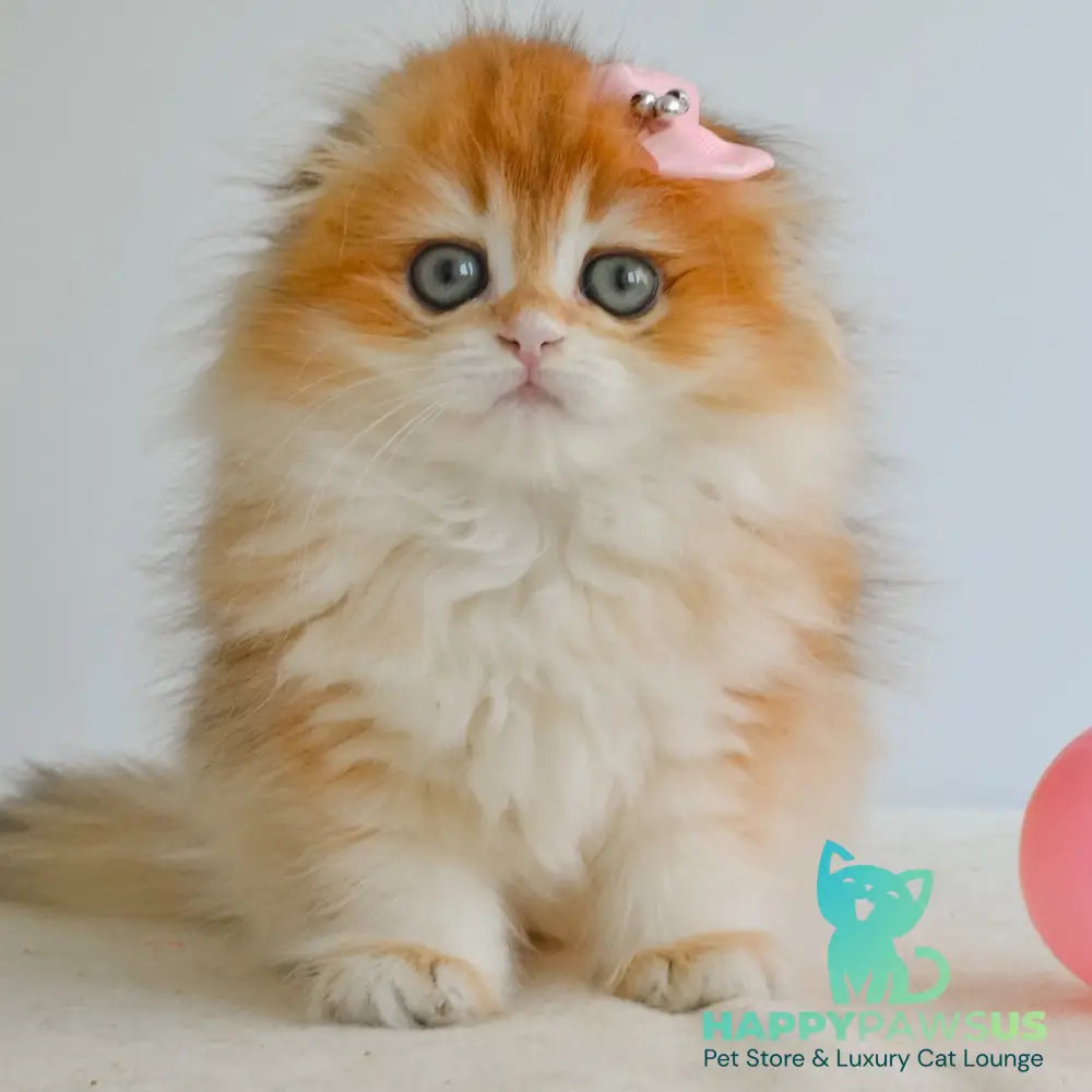 Hollie Scottish Fold female black golden shaded - live animals