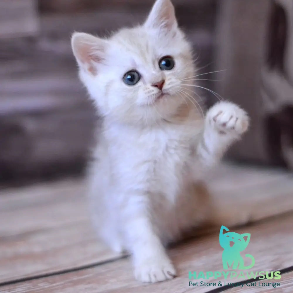 Holly British Shorthair female blue silver tabby - live animals
