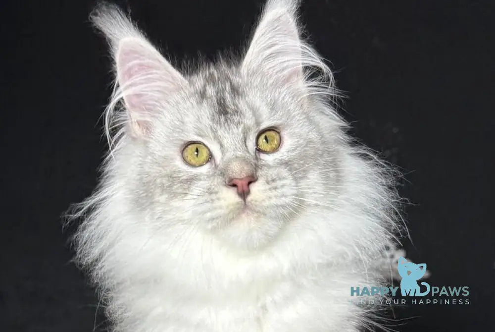 Holly-Dolly Maine Coon female blue tortie silver live animals