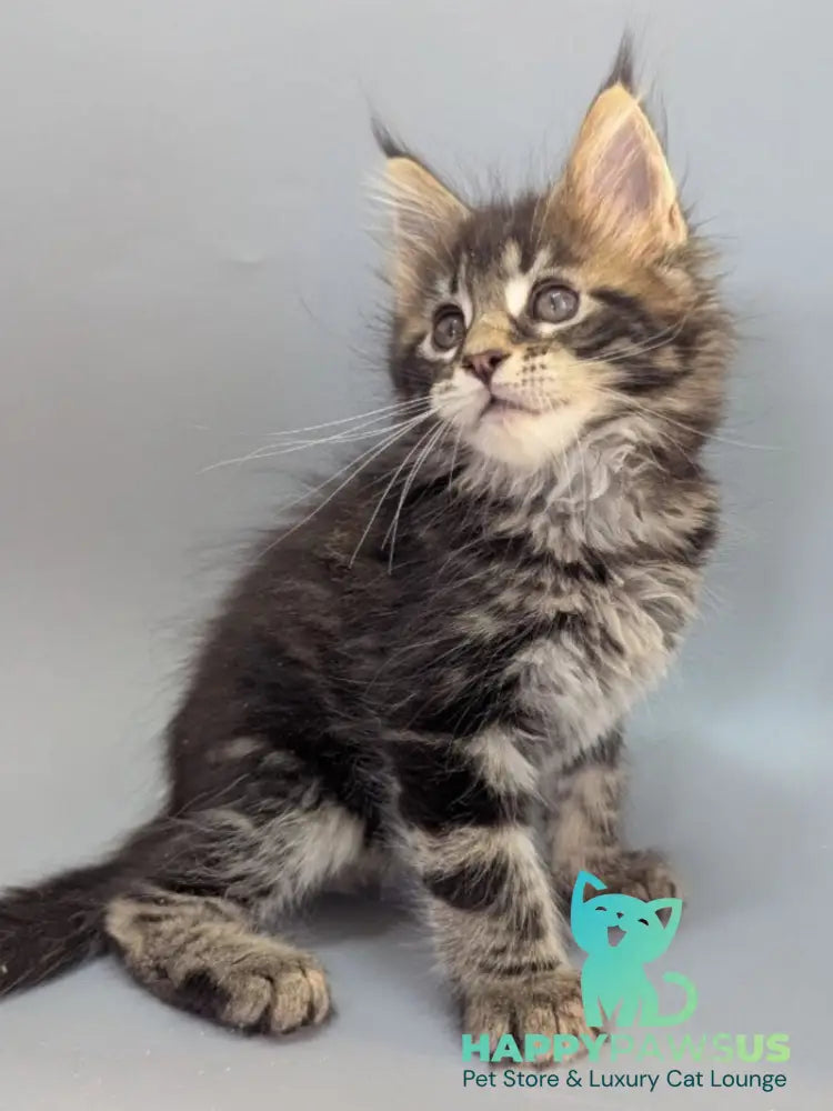 Holly Maine Coon female black tabby - live animals