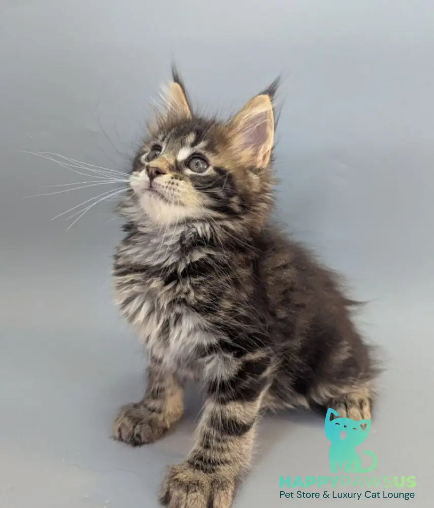 Holly Maine Coon female black tabby - live animals