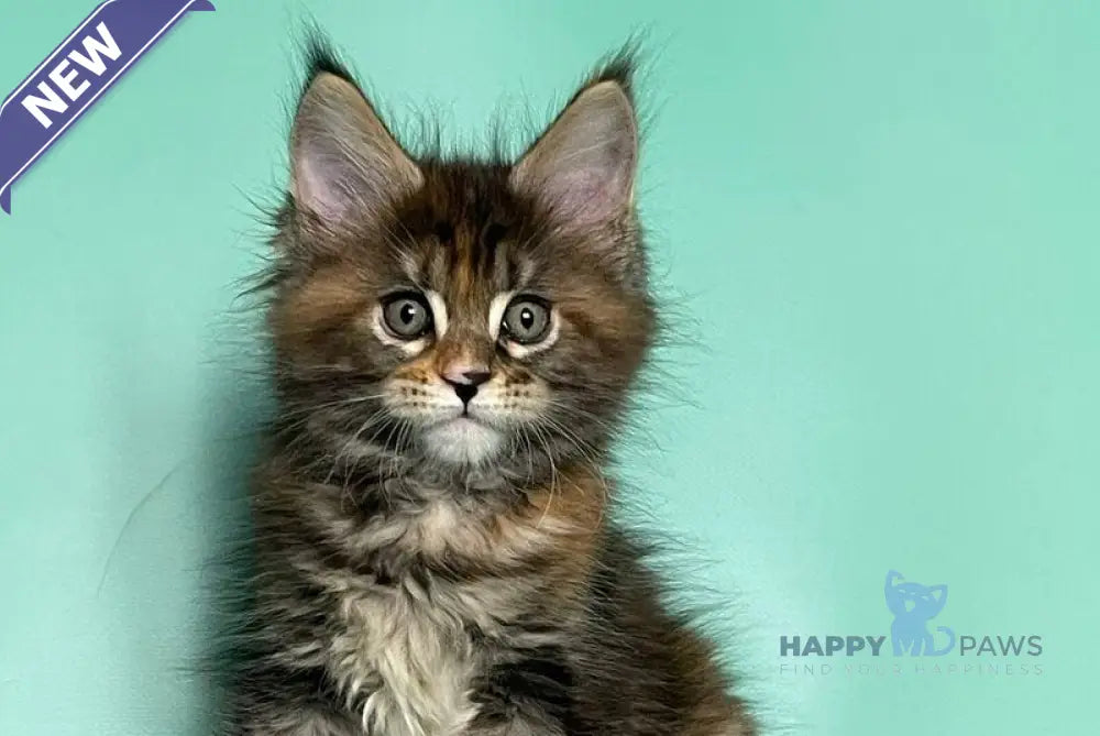 Holly Maine Coon female black tortie tabby live animals