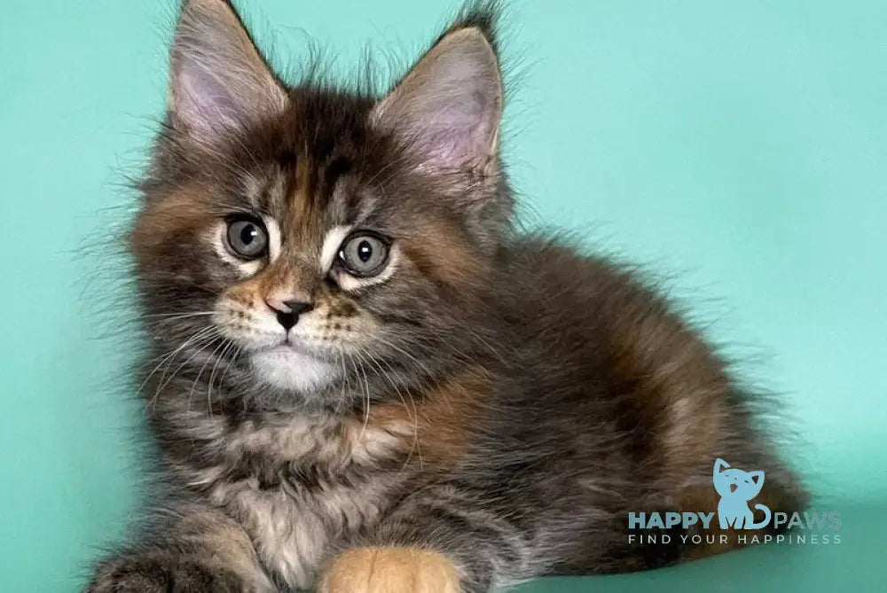 Holly Maine Coon female black tortie tabby live animals