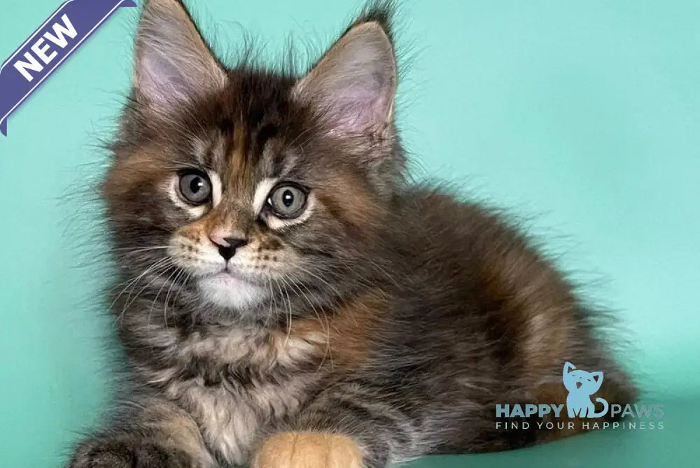 Holly Maine Coon female black tortie tabby live animals