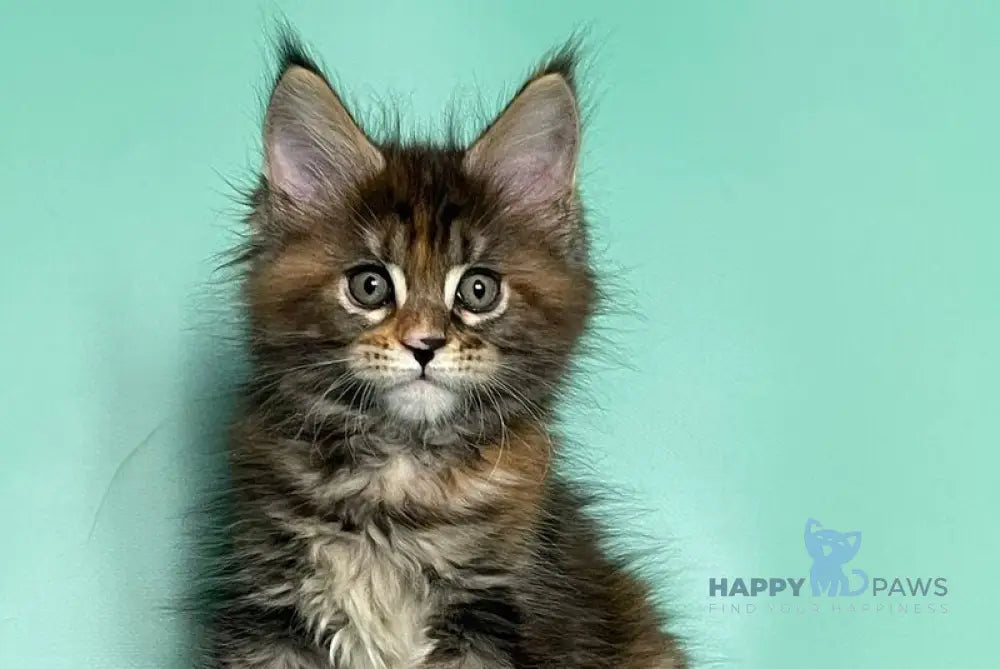 Holly Maine Coon female black tortie tabby live animals