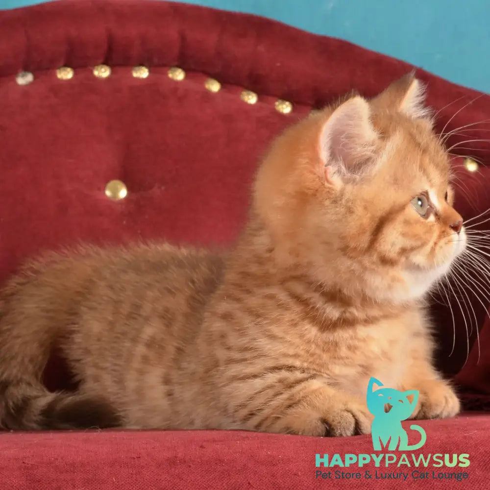 Holly Munchkin female chocolate spotted tabby - live animals