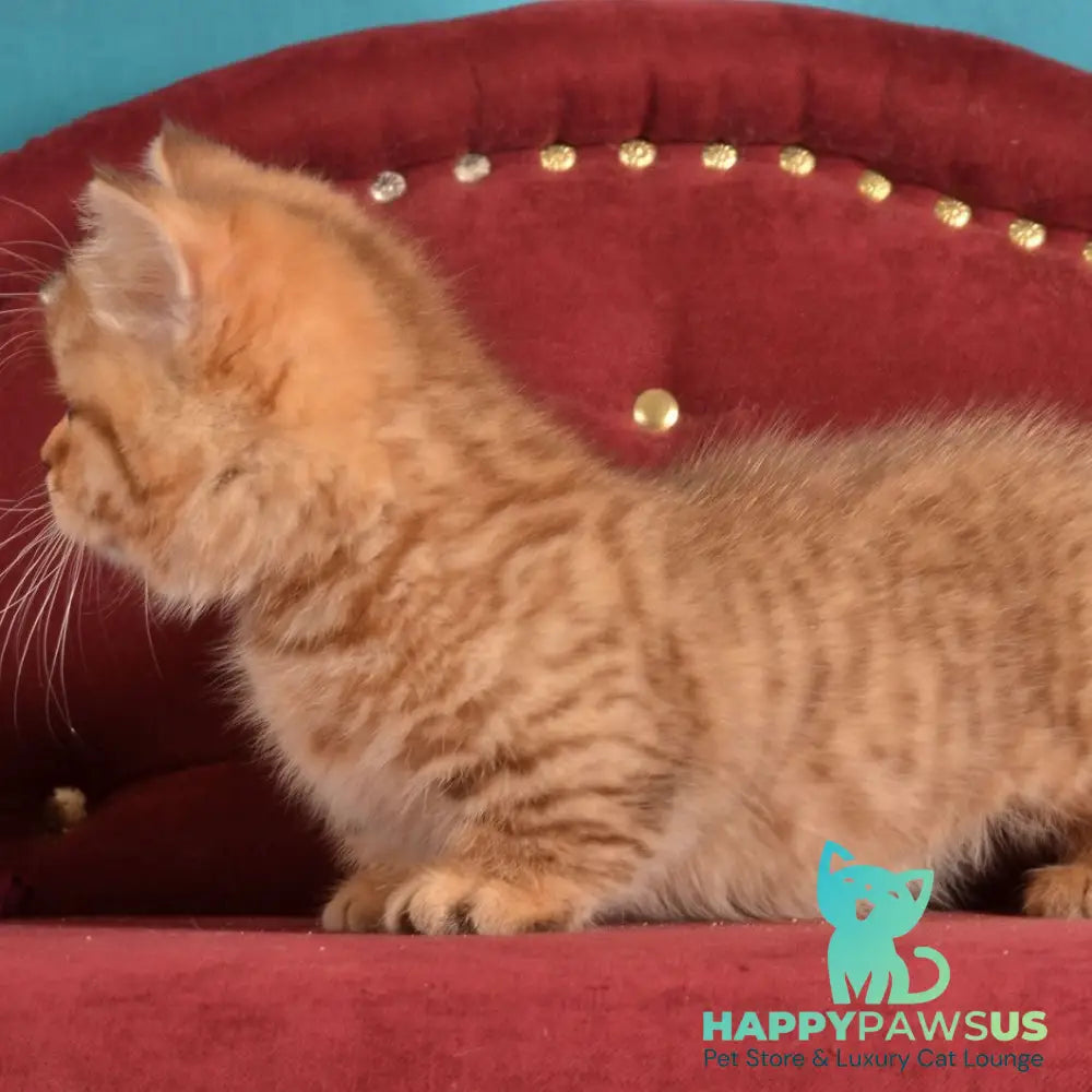 Holly Munchkin female chocolate spotted tabby - live animals