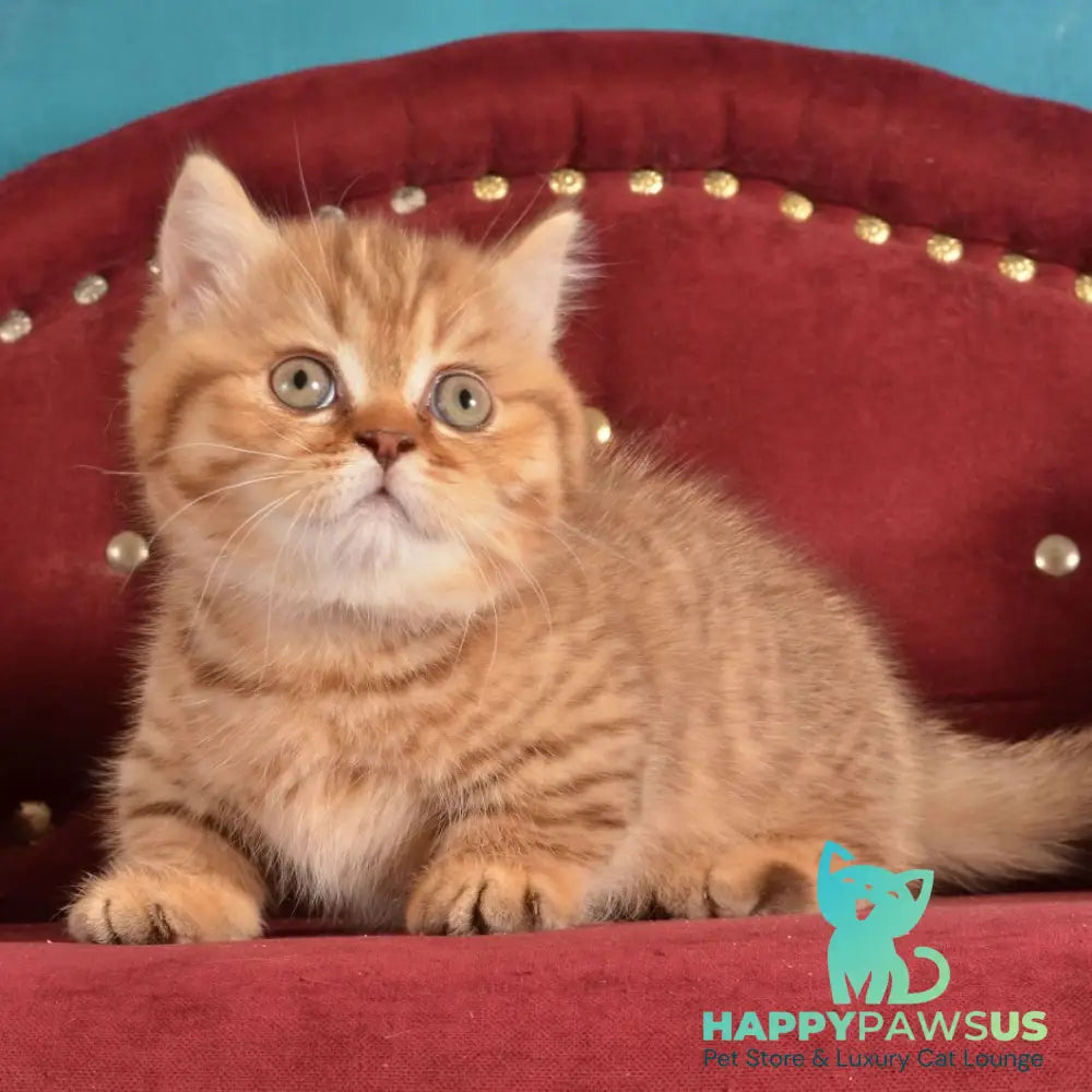 Holly Munchkin female chocolate spotted tabby - live animals
