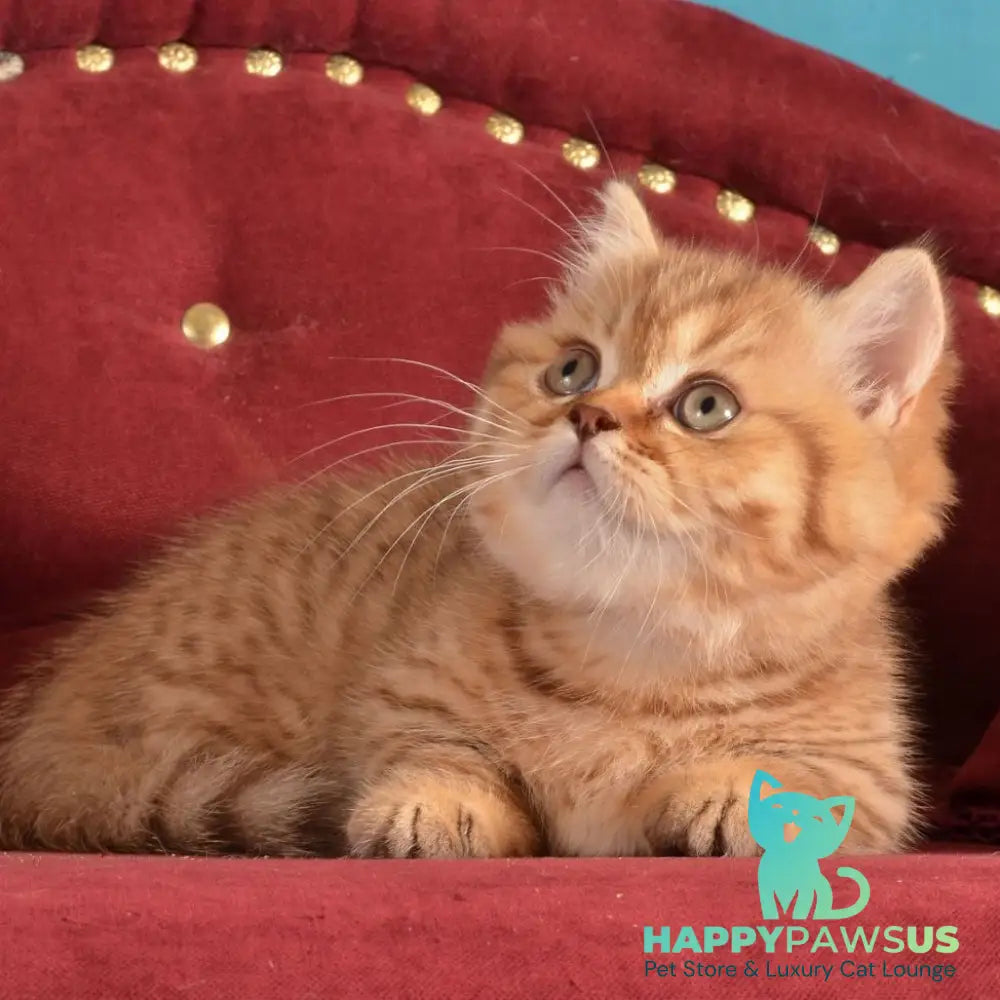 Holly Munchkin female chocolate spotted tabby - live animals