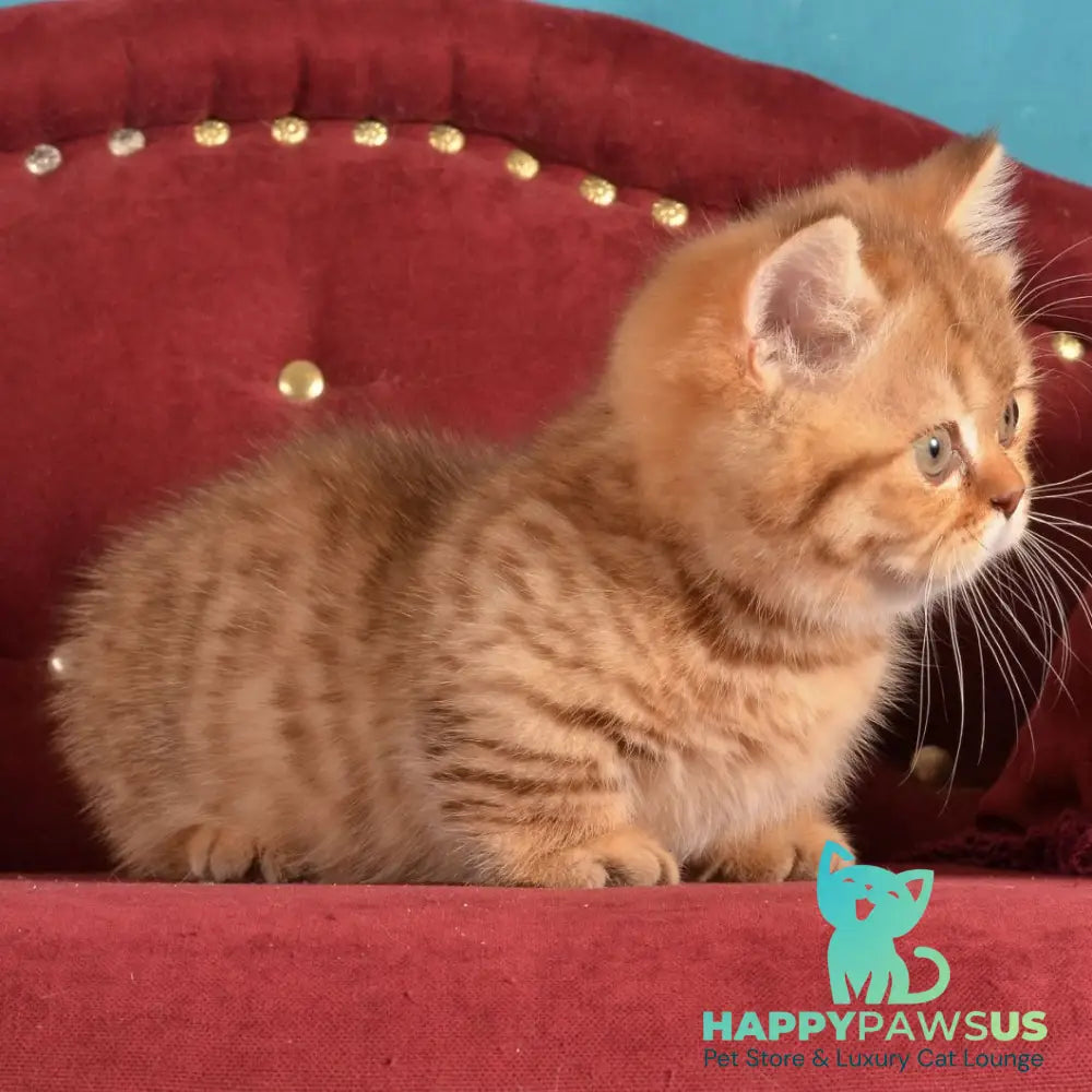 Holly Munchkin female chocolate spotted tabby - live animals