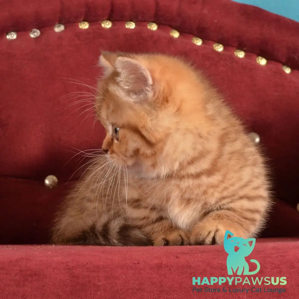 Holly Munchkin female chocolate spotted tabby - live animals
