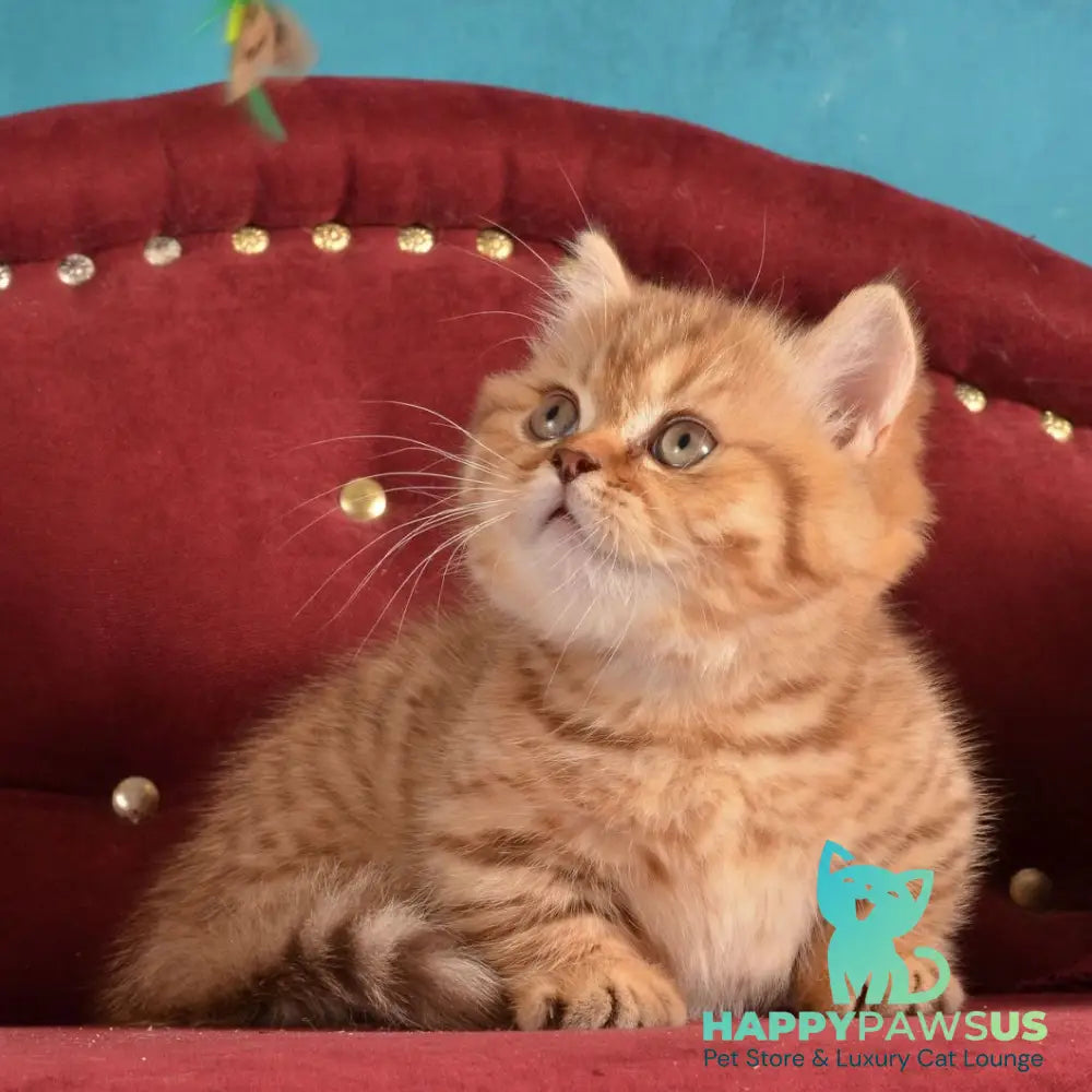 Holly Munchkin female chocolate spotted tabby - live animals