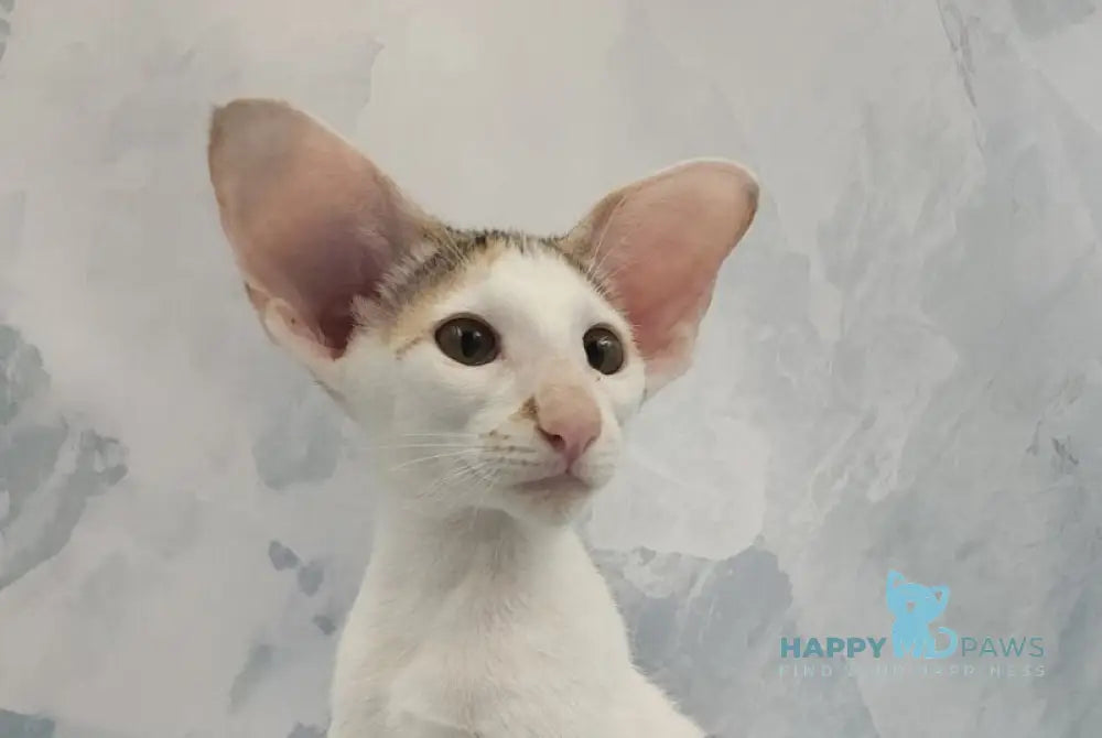 Holly Oriental Shorthair female black tortie spotted tabby bicolour live animals