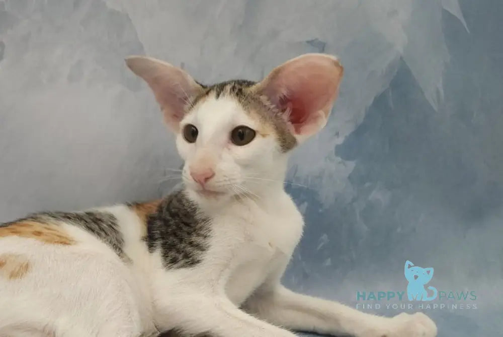 Holly Oriental Shorthair female black tortie spotted tabby bicolour live animals