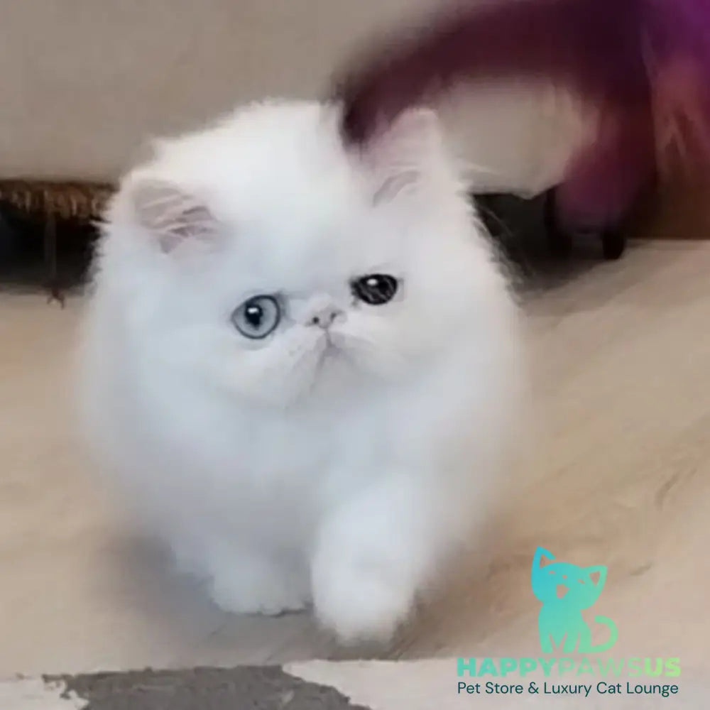 Holly Persian female white - live animals