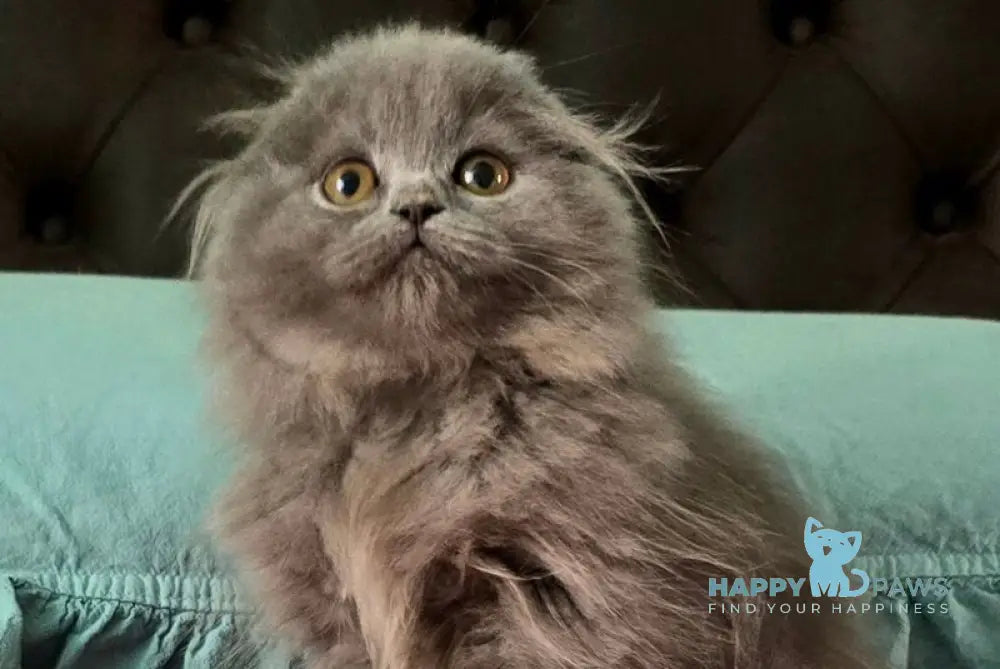 Holly Scottish Fold female blue live animals