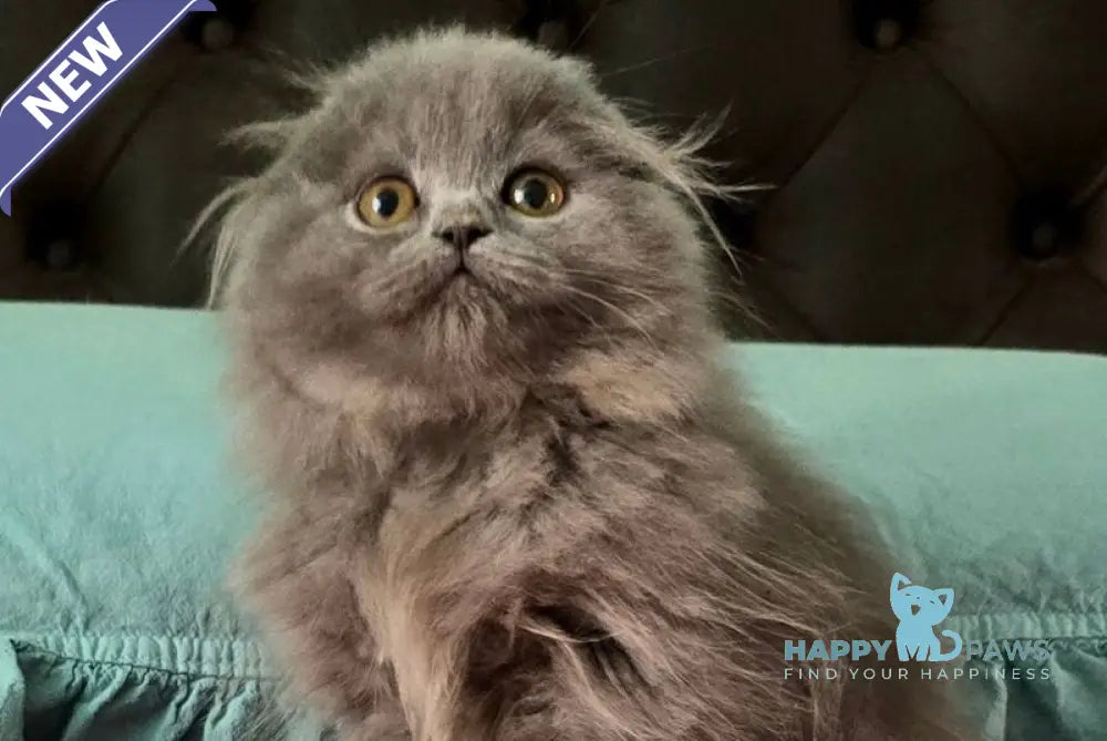 Holly Scottish Fold female blue live animals