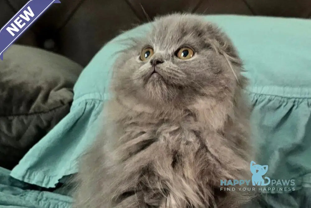 Holly Scottish Fold female blue live animals