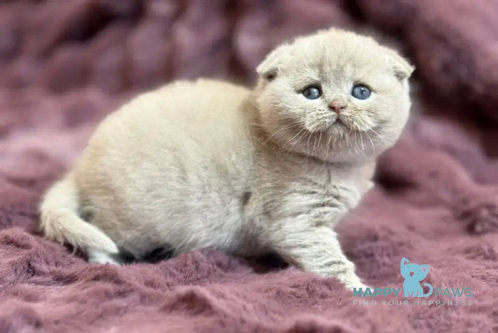 Holly Scottish Fold female fawn live animals