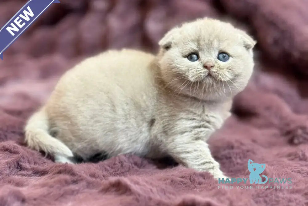 Holly Scottish Fold female fawn live animals