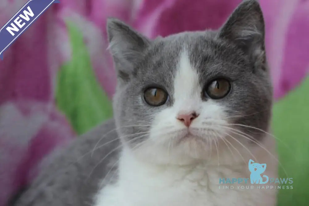 Honda British Shorthair female blue bicolour live animals