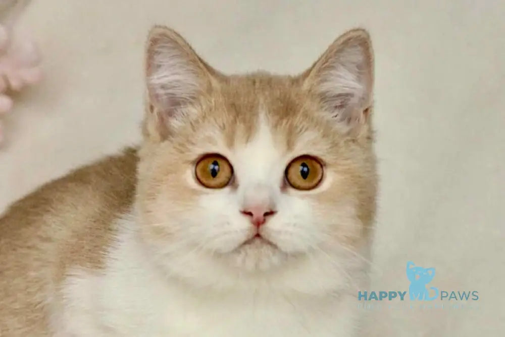 Honda British Shorthair female cinnamon golden shaded bicolour live animals