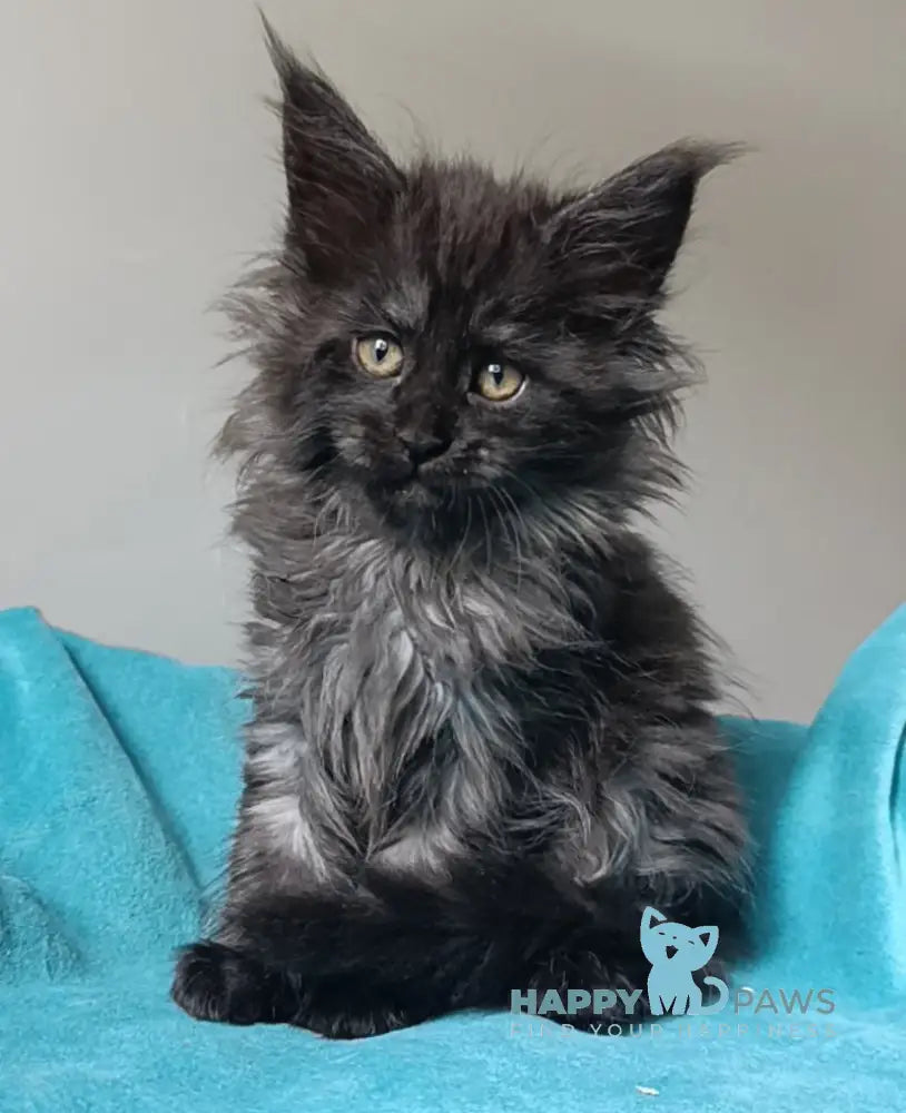 Honda Maine Coon female black smoke live animals