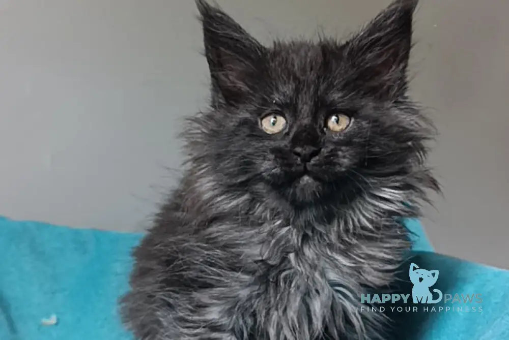 Honda Maine Coon female black smoke live animals