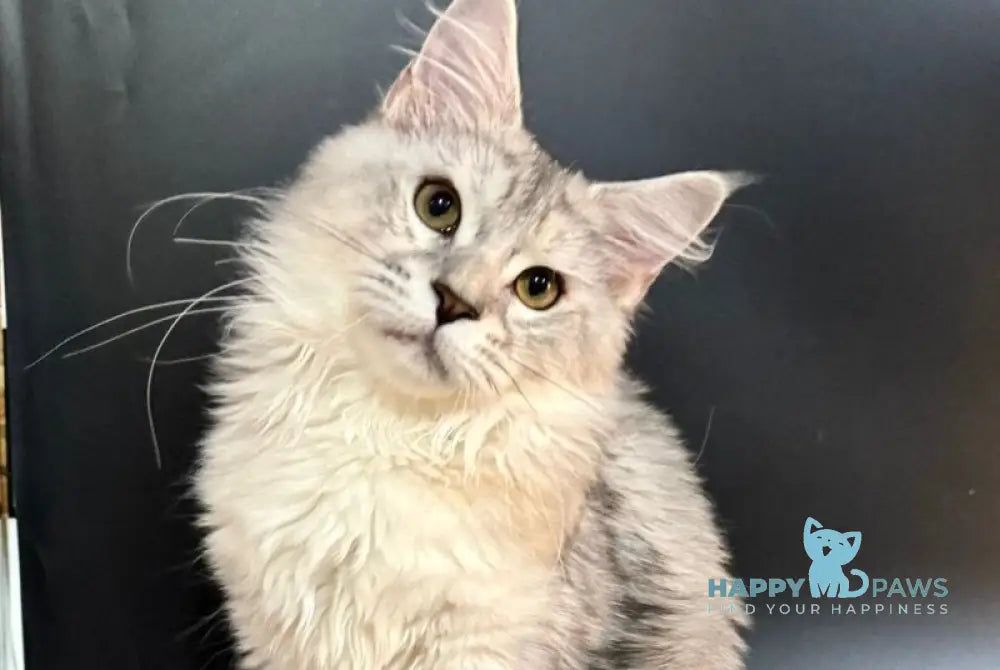 Honda Maine Coon female blue tortie silver tabby with white live animals