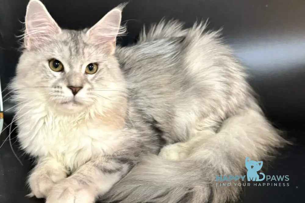 Honda Maine Coon female blue tortie silver tabby with white live animals