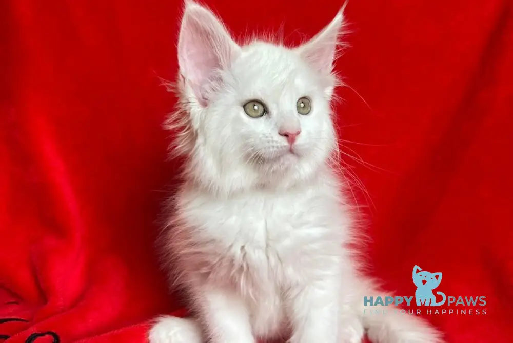 Honda Maine Coon female white live animals